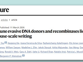MGB, ‘단일가닥 DNA’ 대용량 유전자편집 “네이처 논문”