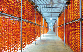 곶감 말고도 할 이야기가 많아, 상주의 가을