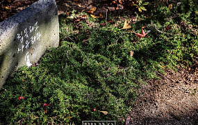 마야사에선 정원을 경전으로 읽고 돌아가라 그 전과 후가 다를지니…