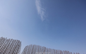 나목들의 수준 높은 겨울 춤을 보라