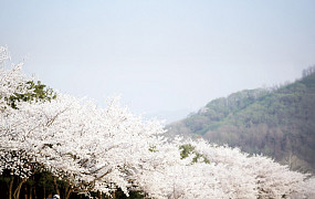 벚꽃 흩날리는 페어웨이