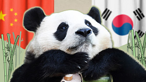 판다 추가 대여…푸바오가 돌아올 순 없나요? [해시태그]