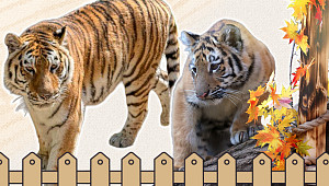 "안녕, 설호야" 아기 호랑이 스타와 불안한 거주지 [해시태그]