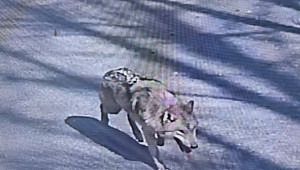 늑구는 정말 ‘탈출’하고 싶었을까? 미스터리 한국 동물원 탈출사 [이슈크래커]