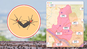 러브버그 출몰 경보, 그 시기가 왔다 [해시태그]