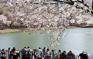 [포토] 만개한 봄, '벚꽃마중'