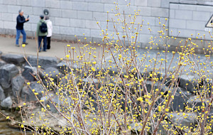 [포토] '청계천에 찾아온 봄'