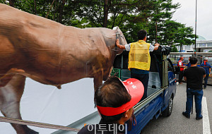 국회 앞에서 가로막힌 소 [포토]