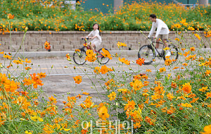 가을 꽃축제 앞두고 코스모스 활짝 핀 일산호수공원 [포토]