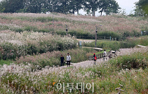 절기상 한로 앞둔 하늘공원, 억새 담은 가을풍경 [포토]