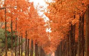 '만추의 메타세쿼이아길' [포토로그]