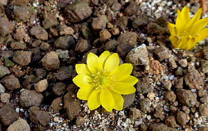 '노란 등불 밝힌 봄의 전령사' [한컷]