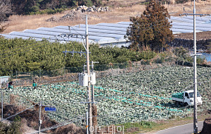 "양배추 달아요" [한컷]