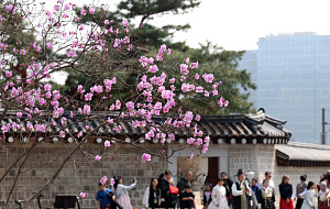 진달래 핀 경복궁, 한복 나들이 [한컷]