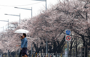 여의도 봄꽃축제 앞두고 이른 벚꽃 '활짝' [포토]
