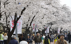 여의서로 봄꽃축제, 벚꽃길 따라 시민들 '북적'…한강공원 등 무료 개방 [포토]