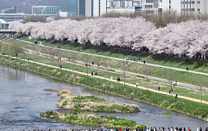 '완연한 봄, 벚꽃길 좋아요' [포토로그]
