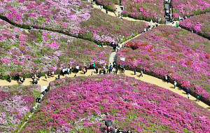 '철쭉 만개한 꽃동산 눈호강' [포토로그]