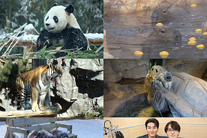 'TV동물농장' 자이언트 판다 가족의 겨울나기