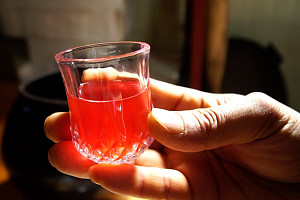 '한국기행' 진도 홍주·모금섬 동백숲, 고향 지킴이