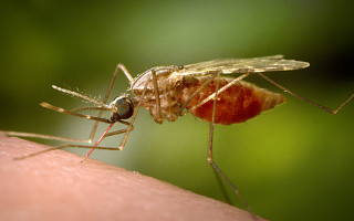 "치료제도 없어"…잠잠했던 모기, 가을에 더 독해진 이유 [이슈크래커]