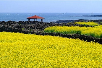 [주말에 어디 갈래?]봄의 빗장 푼 세 가지 색 제주