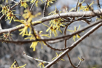 [포토] 꽃샘추위, 봄 날씨 마중나온 풍년화