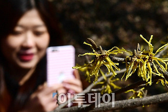 [포토] 오늘도 꽃샘추위, 노란 풍년화는 활짝