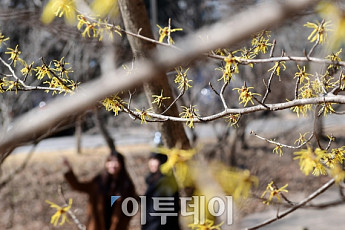 [포토] 산책길, 봄 알리는 노란 풍년화