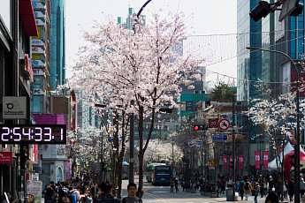 봄을 알리는 4月 <b>벚꽃</b>축제 베스트5