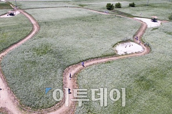 [포토]소금을 뿌려놓은듯 '만개한 메밀꽃'