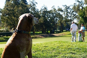 [e골프포토]개(犬)가 바라보는 선수는 누굴까?