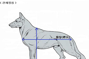 맹견 견종에 마스티프ㆍ라이카ㆍ오브차카ㆍ캉갈ㆍ울프독 추가