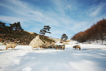 [평창동계올림픽 100배 즐기기] 강원도 가볼 만한 곳... 대관령 양떼 보고 강릉서 커피 한잔 어때요?