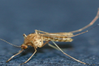 올해 첫 일본뇌염 환자 발생…