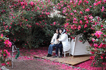 [알아두는 여행 tip] 돼지 보러 갔는데 동백꽃이 아른거리네