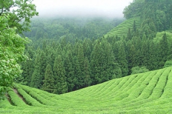 [여행&레저]남도 들판 어루만지며 열차가 달린다