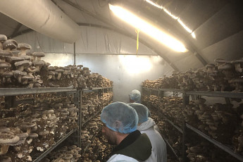 현대코퍼레이션그룹, '버섯 재배 사업' 진출…식량사업 확대 박차