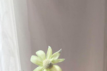 “에델바이스 피는 곳” 둘리커플 재회 장소 어디? 꽃말 부정한 손예진