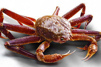 이마트, 러시아산 대게 2만5000마리 35% 싸게 판다