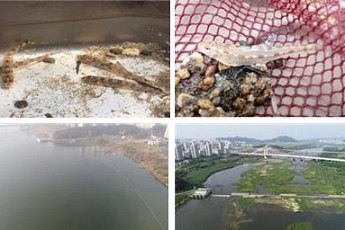 세종보 완전 개방 2년…멸종위기 '흰수마자·맹꽁이' 돌아왔다