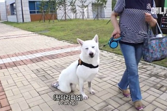 동물농장 사과, 장애견에 ‘뒷다리 파업’ 자막 논란…이유있는 분노