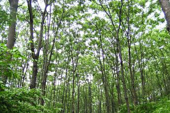 SK임업, 숲에서 사회적 가치 창출한다