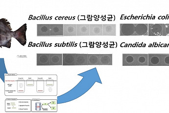 국립<b>수산</b>과학원, 돌돔에서 대장암 억제물질 개발 성공