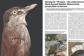 보르네오섬서 자취 감췄던 ‘신비의 새’ 172년 만에 발견