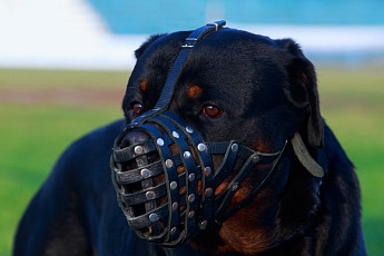 산책하던 스피츠 물어 죽은 '맹견' 로트와일러 견주, 법정에 서