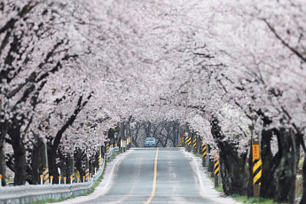 [이슈크래커] 기후변화에 빨라진 벚꽃…‘3월 식목일’ 시대 열리나