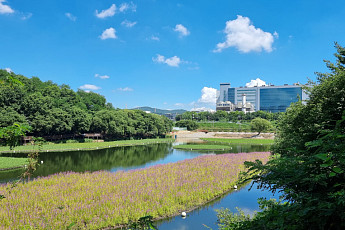 삼성디스플레이, 친환경 '생태 식물섬' 조성… 수자원 보호 나선다