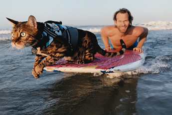 [오코노미] 귀여움, 그 이상…넷플릭스 '우리는 고양이 집사'와 펫코노미