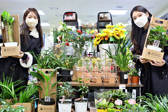 [포토] 롯데마트, 새해맞이 꽃말 좋은 식물 판매